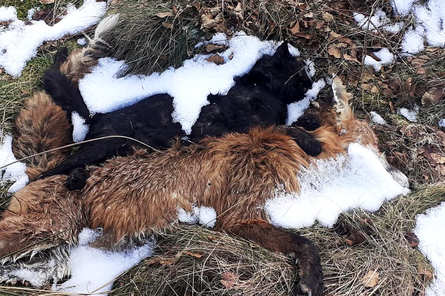 Black cat and red fox, both dead, laid next to each other in the snow.