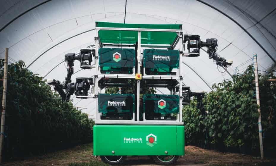four-armed robot in a polytunnel
