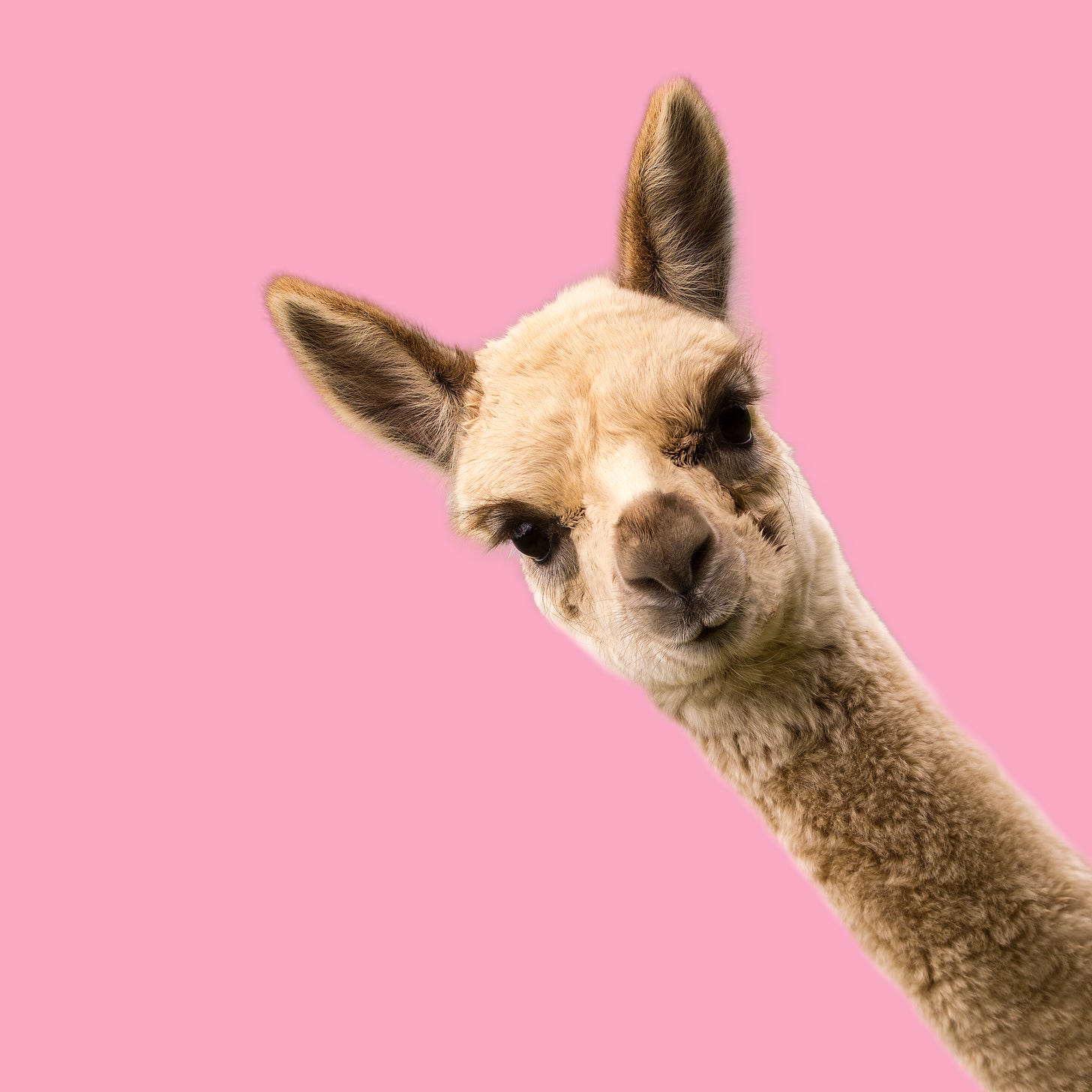 Alpaca from the mid-neck up diagonally on a pink background.