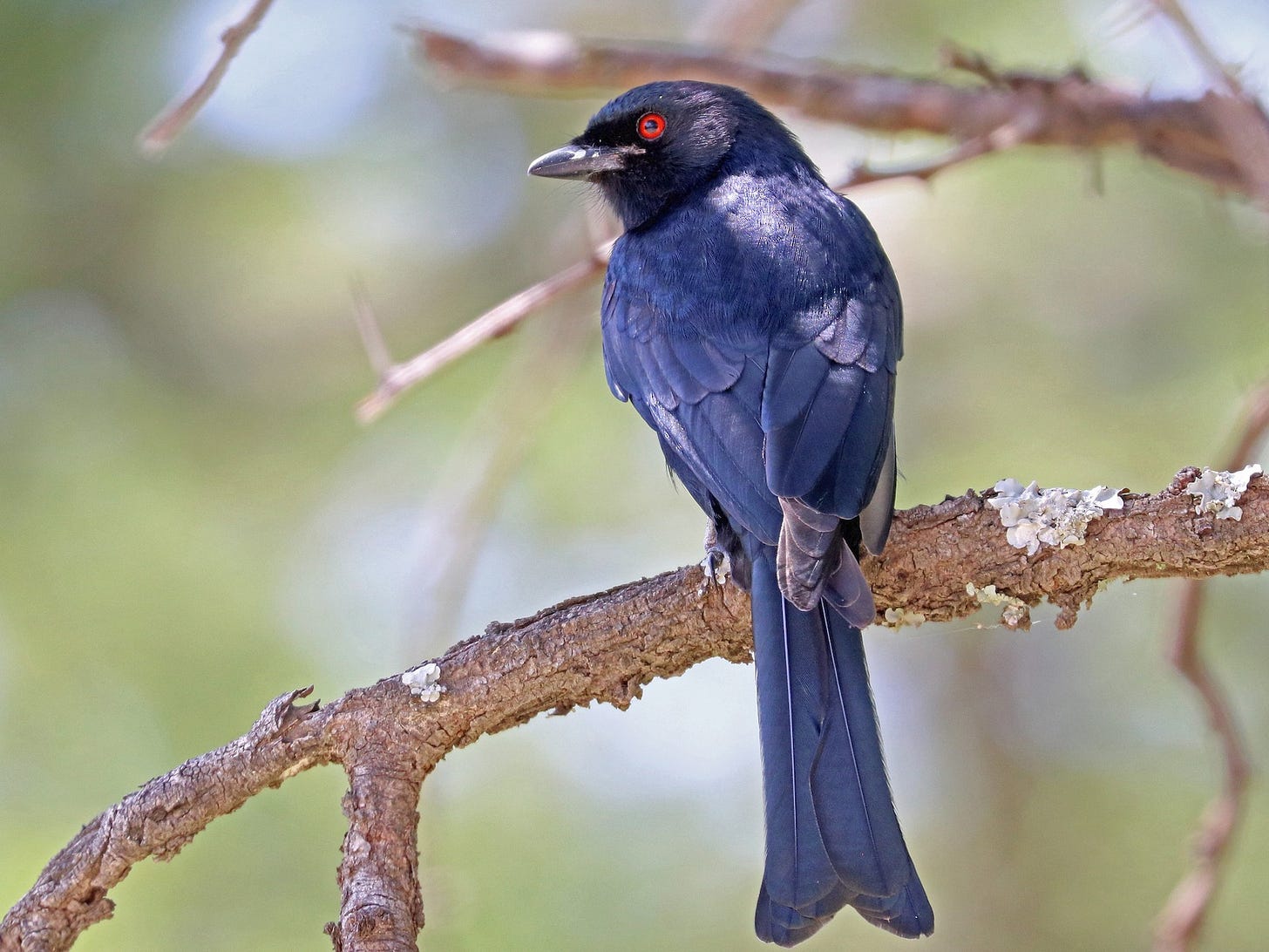 Fork-tailed Drongo - eBird