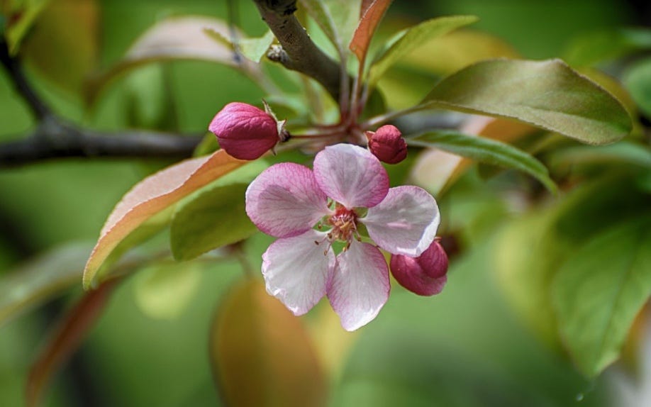 blooming flower via Pixabay: https://pixabay.com/photos/flowers-blooming-apple-flowers-4247490/ (CC0)