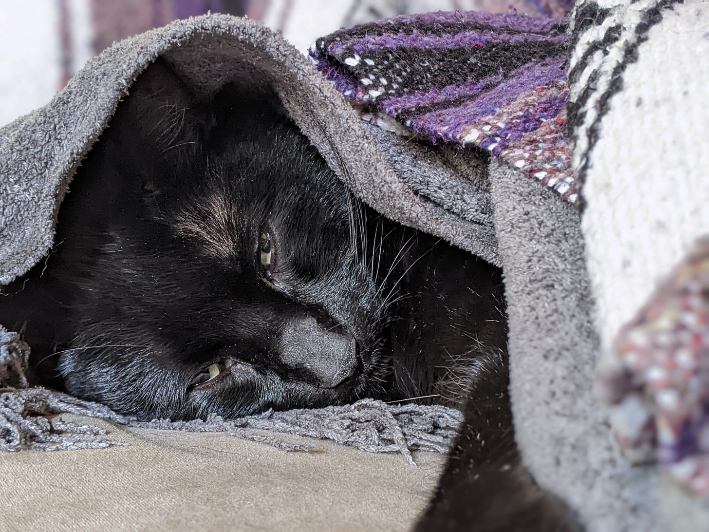 The face and one front paw of a sleepy-eyed black cat poke out from under blankets in gray, black, purple, and white.