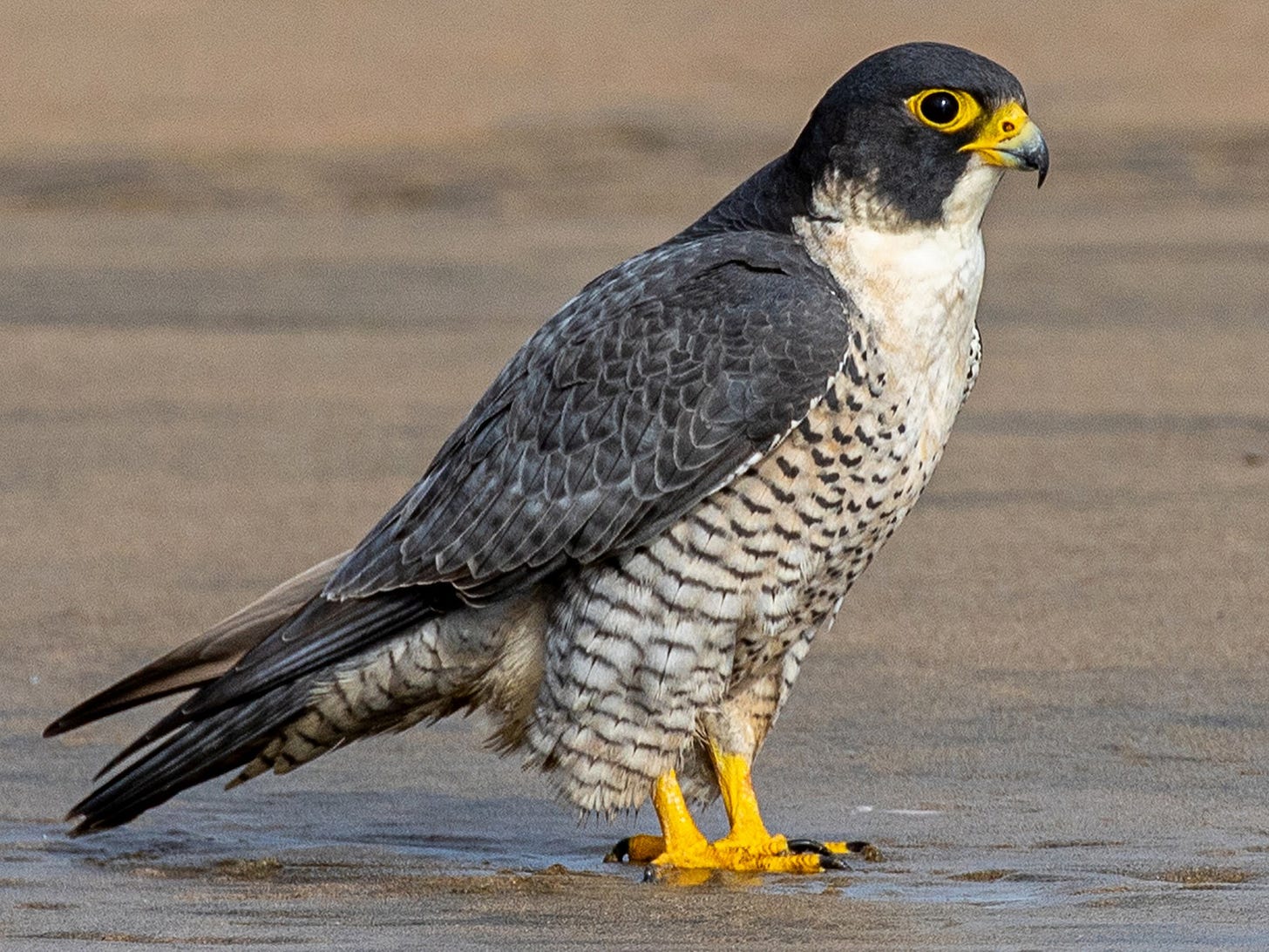 Peregrine Falcon - eBird