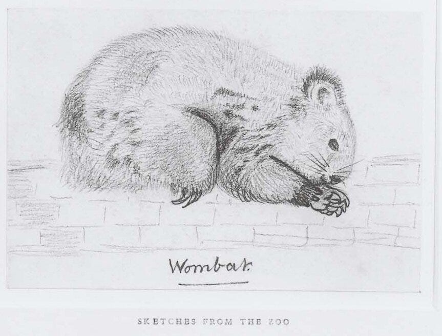 Wombat sketch by Christina Rossetti credit; commons.wikimedia.org