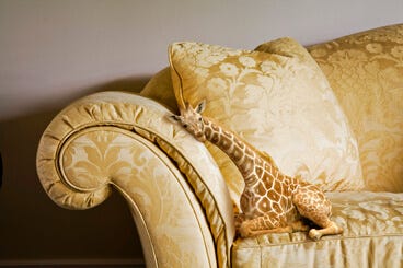 A lap giraffe