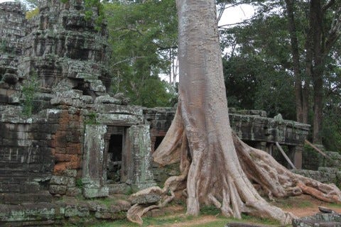 Not as overgrown as Ta Phrom, but getting there. Photo: Caroline Major