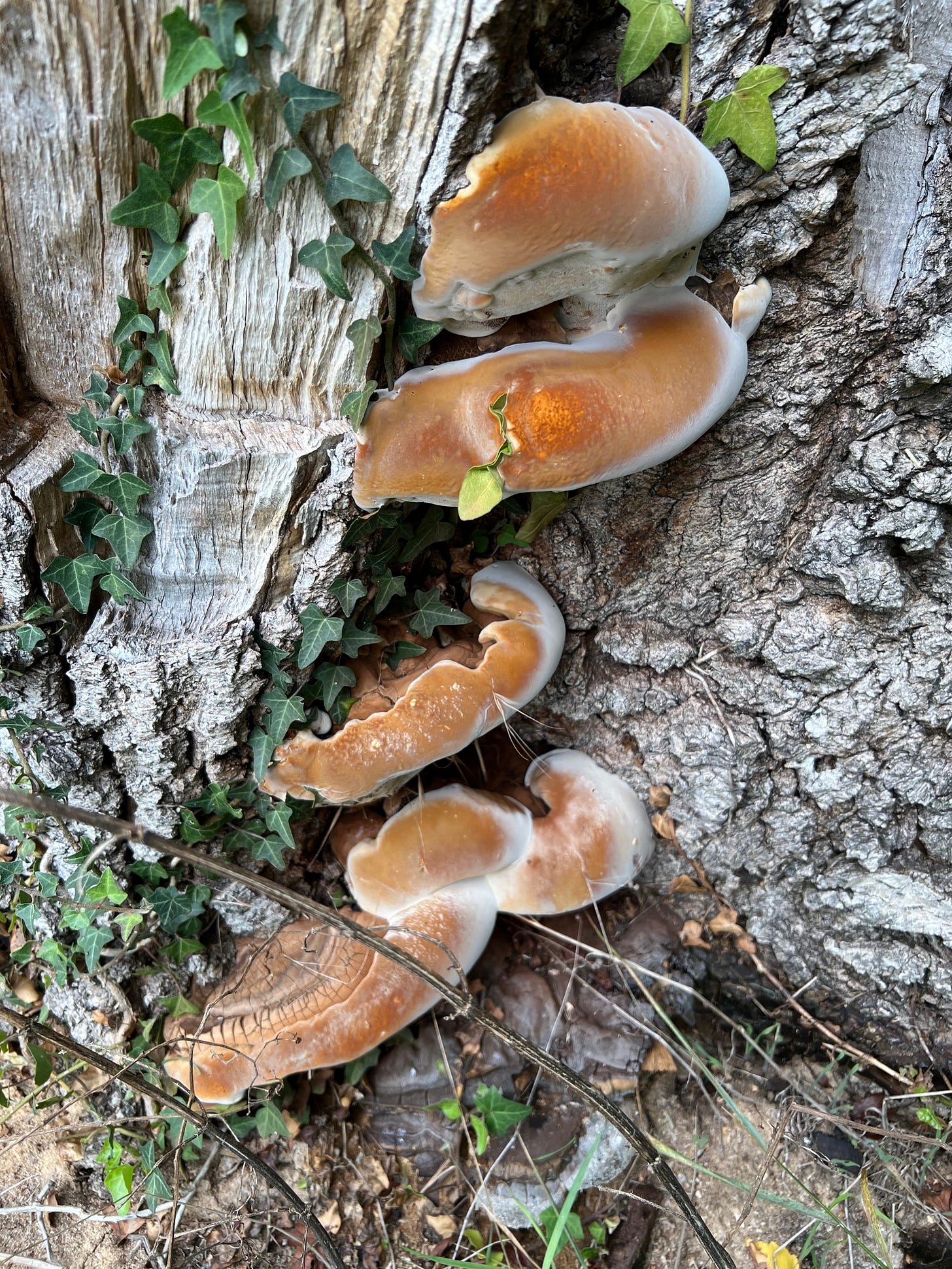 Bracket fungus