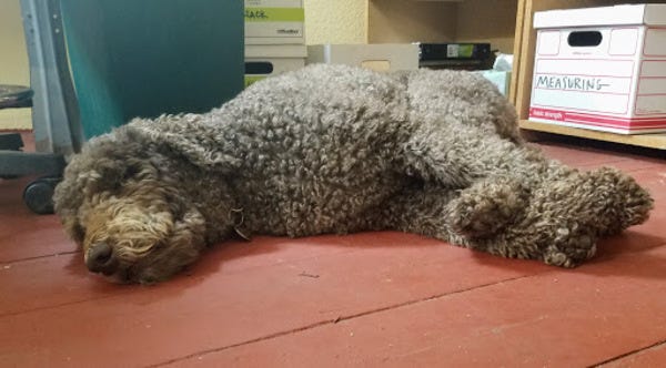 In the summer, when the weather’s hot, Tuba, who belongs to loyal reader Sele, likes to snooze on a refreshing cool floor. Want your pet to appear in The Highlighter? hltr.co/pets