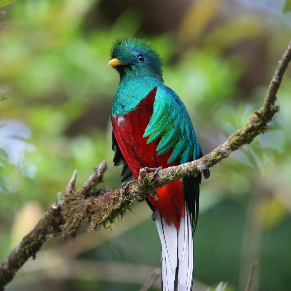 The Quetzal Bird – The Mixed Culture