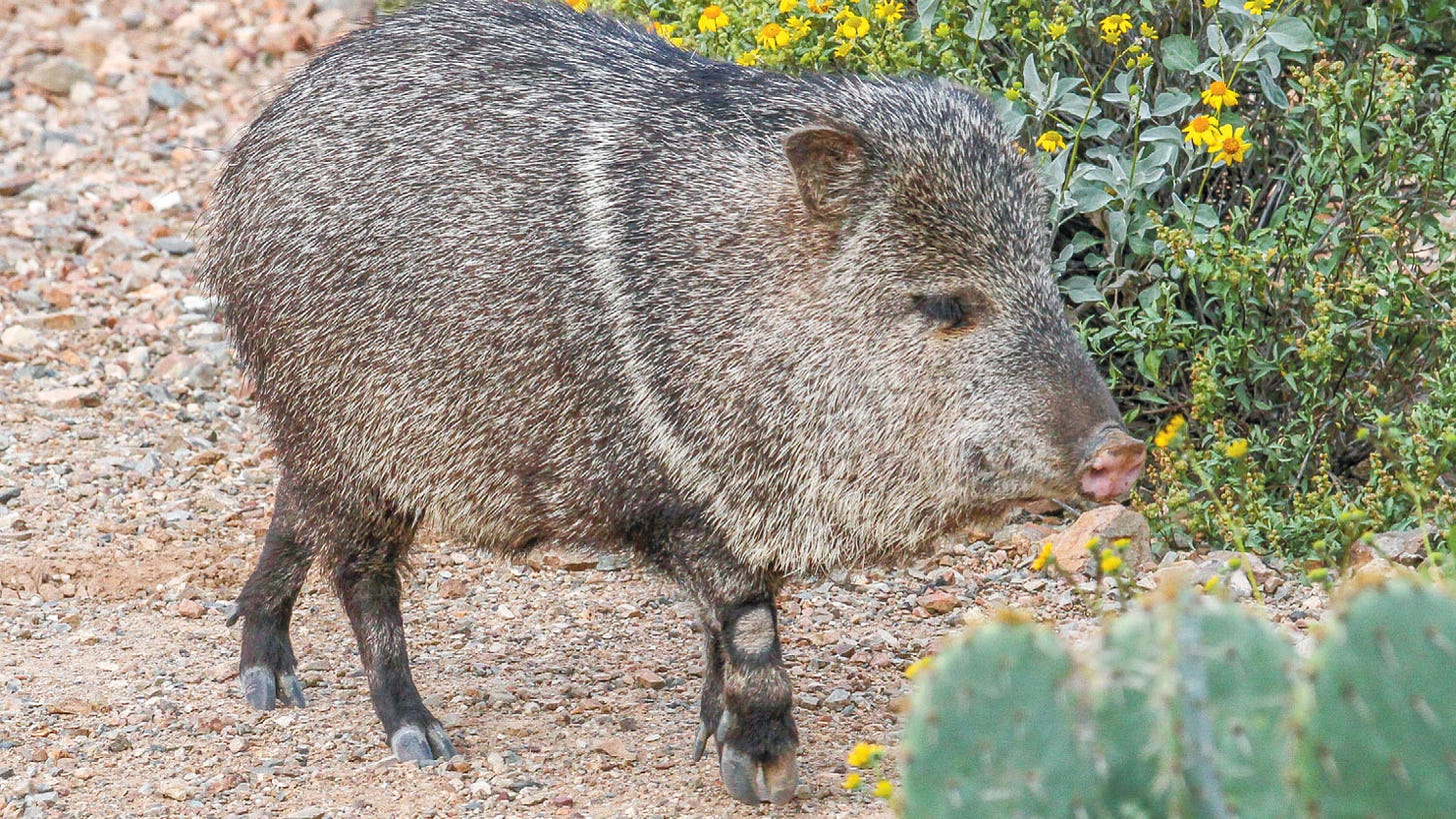 Who are You Calling a Pig: Stalking the Wild Javelina | Edible Phoenix