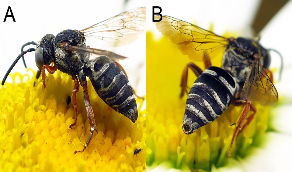 The Michigan survey confirmed a new species of bee: Triepeolus eliseae.