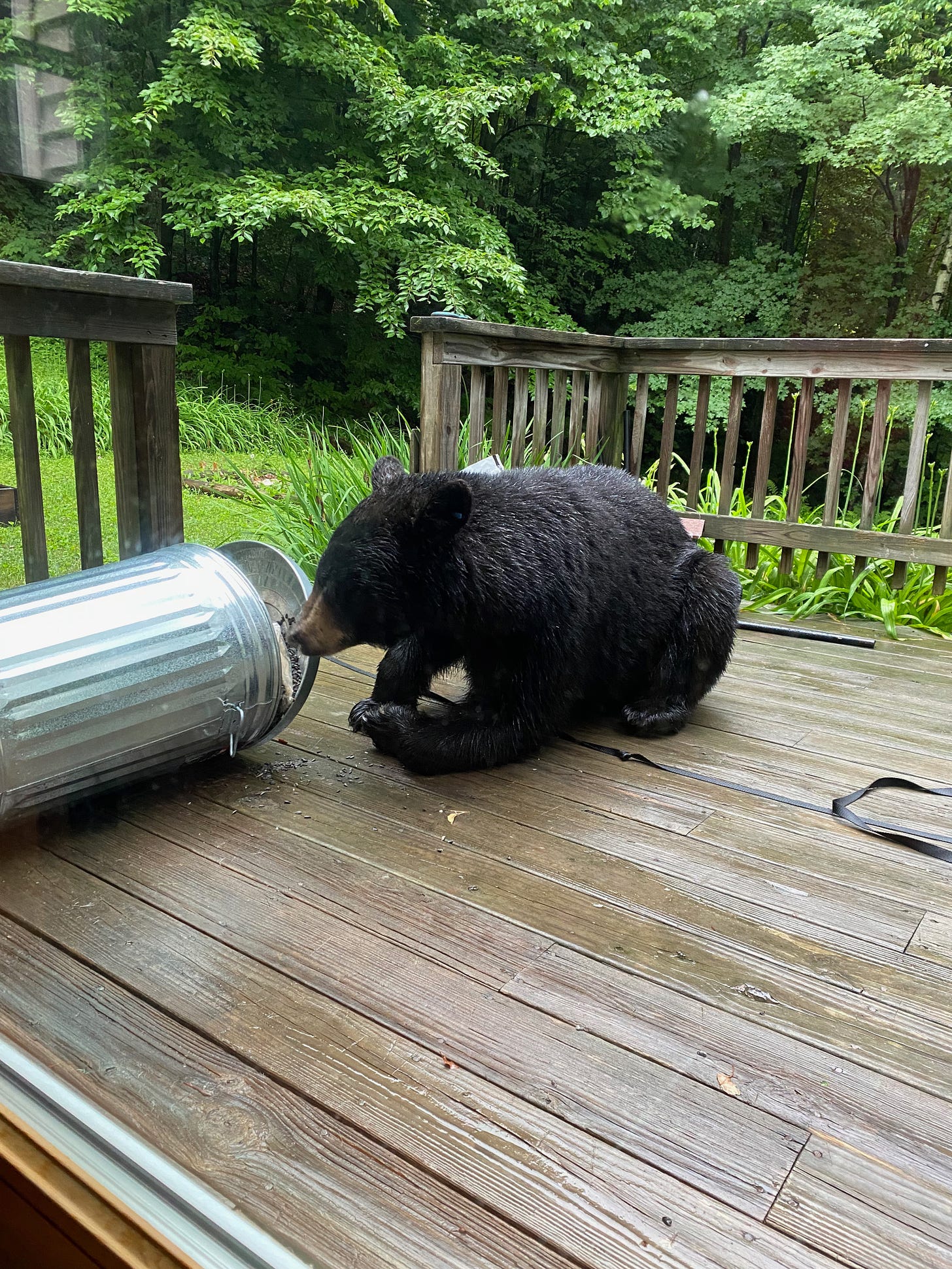 A large black bear lying on a deck with their nose in a tipped-over metal bin of birdseed.