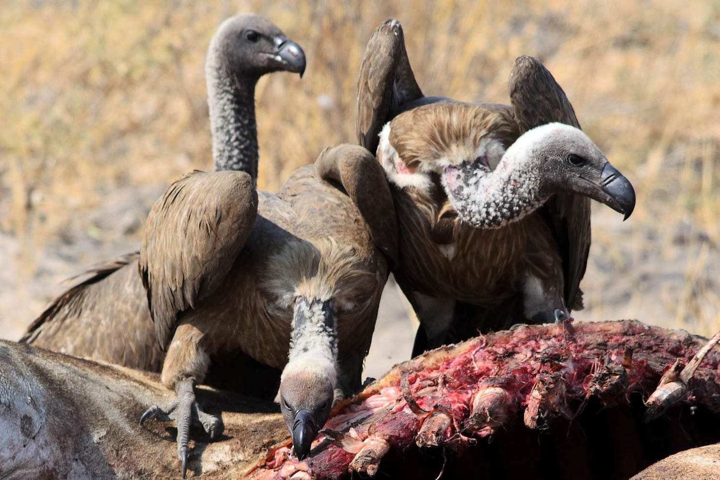 20 Fun Facts About Vultures