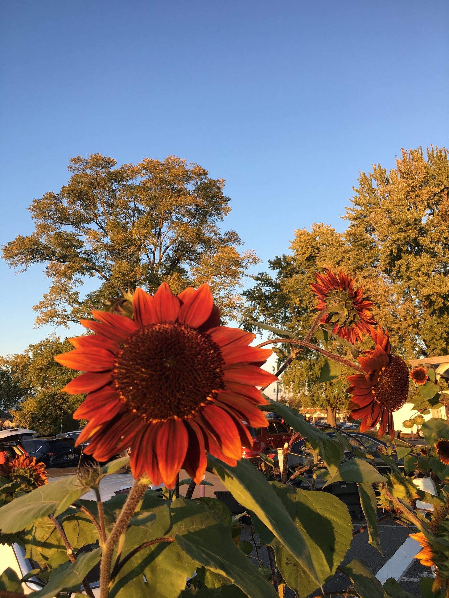 A bright orangy-red sunflower with green leaves is set against a clear blue fall sky.