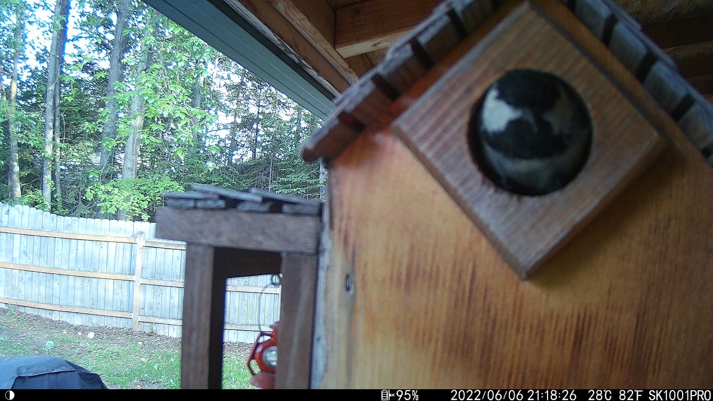 Blurry photo of a chickadee looking out from a wood birdhouse. The chickadee, if a person, could be described as annoyed.