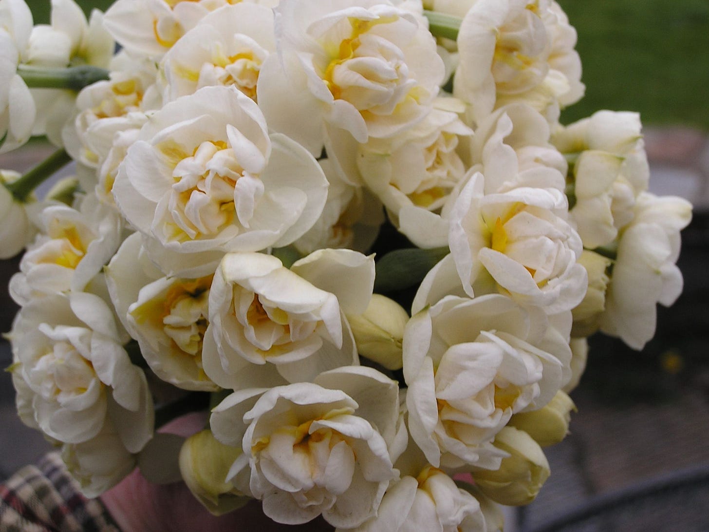 bridal crown narcissus - fragrant. medium length. $8.50/bunch | Flower  farm, April flowers, Beautiful flowers