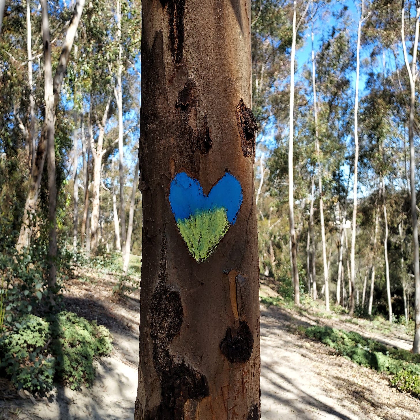A close up of a blue and yellow heart drawn in chalk on the trunk of a eucalyptus tree representing love for Ukraine.