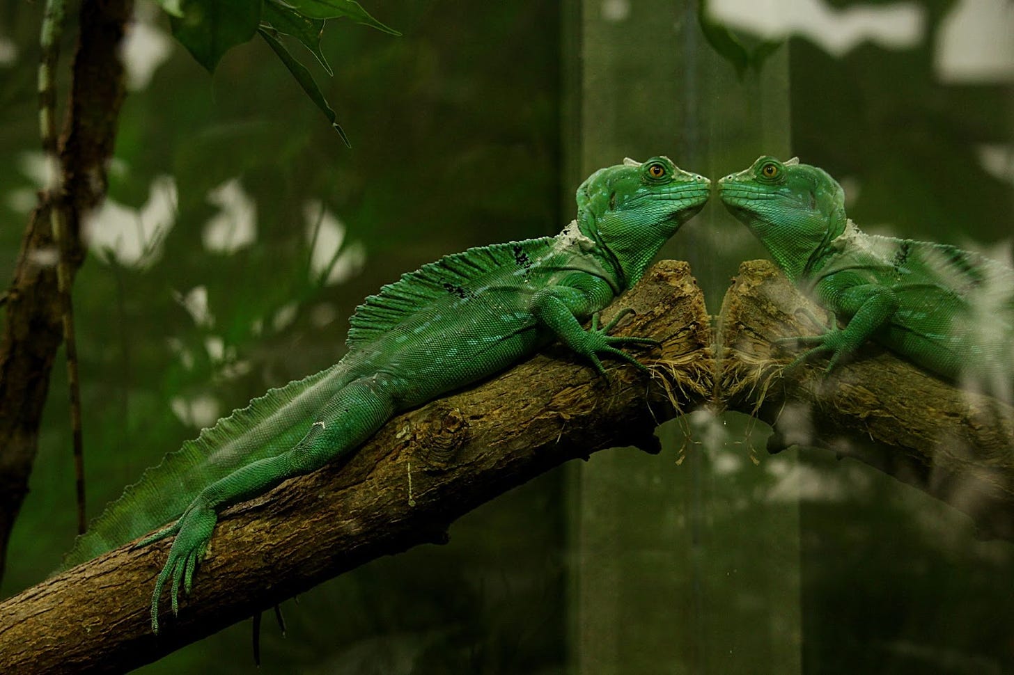 Lizard scaling up a branch