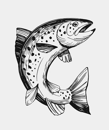 Free Image on Pixabay - Trout, Fish, Rainbow Trout, Animal | Fish sketch,  Fish drawings, Salmon drawing