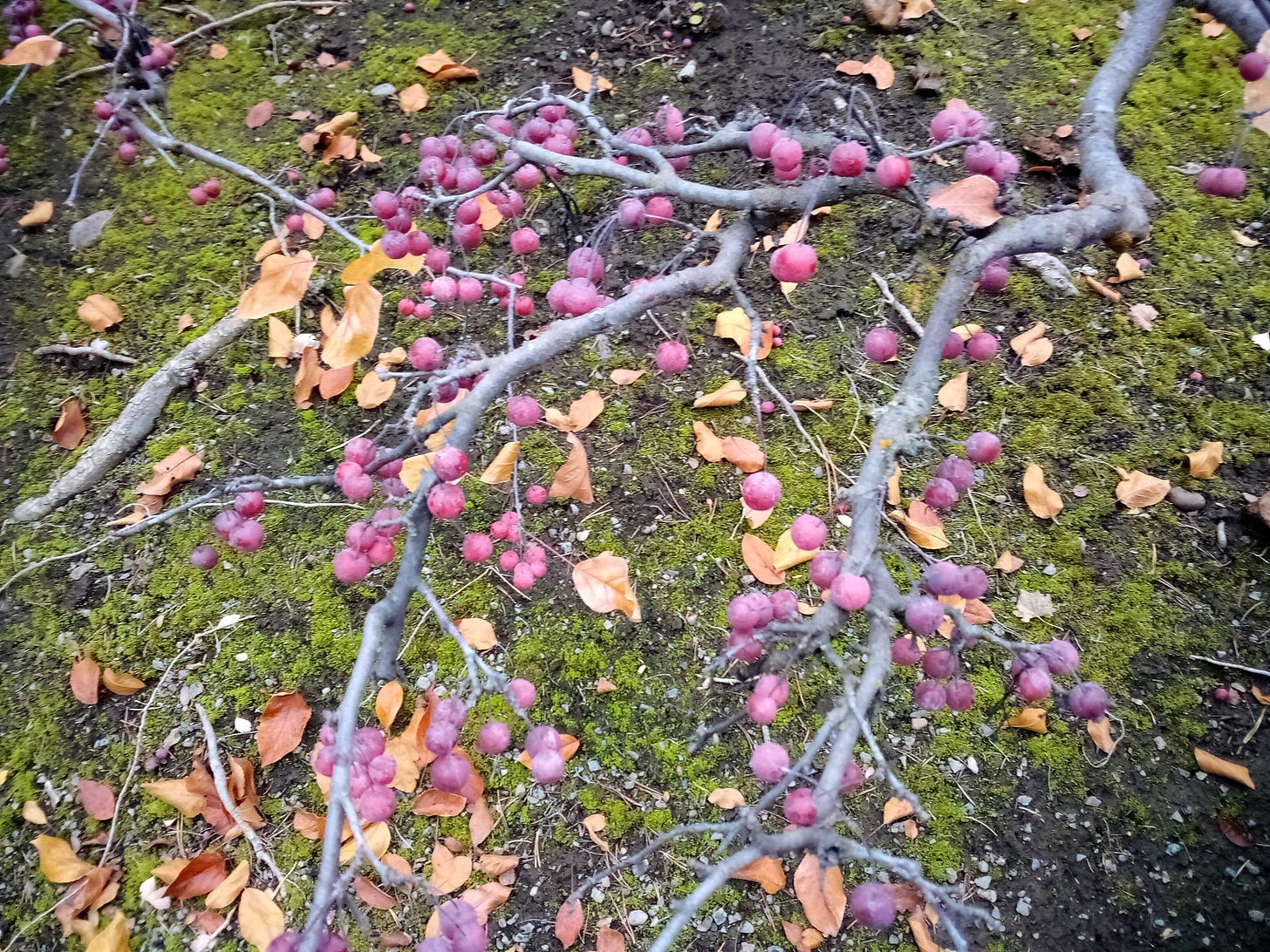 Branch of red crabapples against a background of green moss