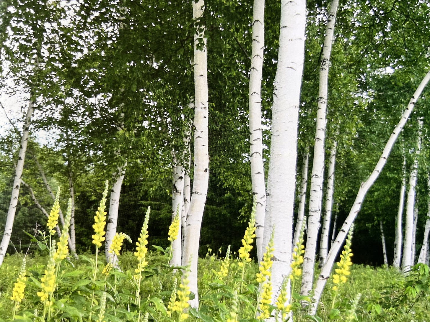 Light-colored bark and verticality of native birches among wildflowers looks striking along dense wood