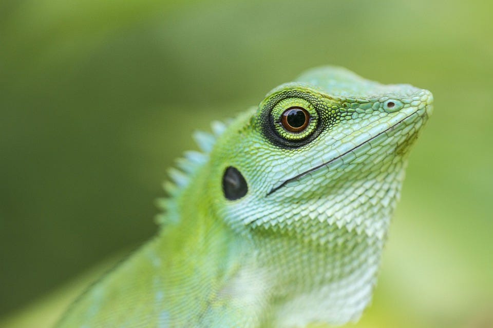 Free photos of Green crested lizard