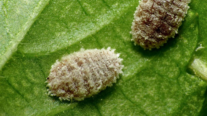 Image of mealybugs on leaf.