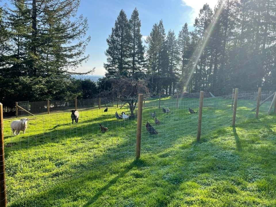 May be an image of nature, tree and grass