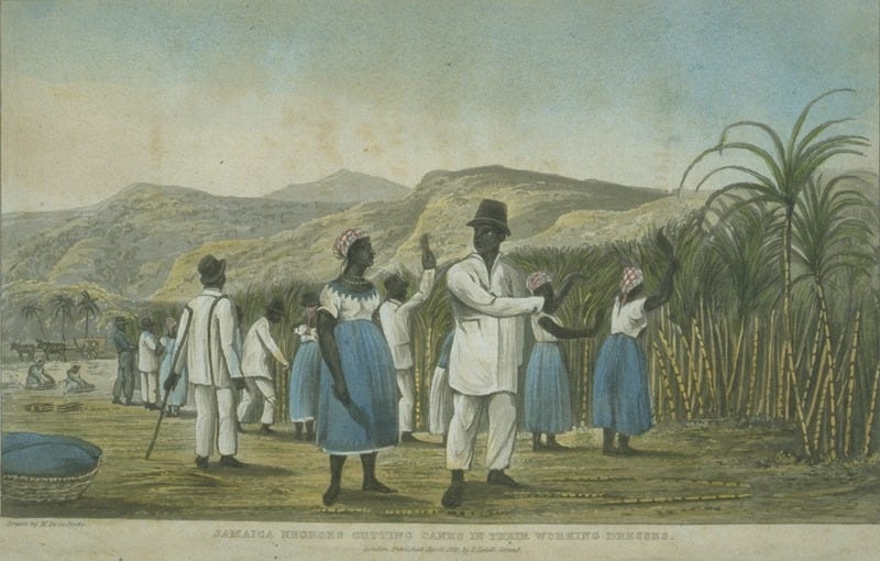 Caption, Jamaica Negroes Cutting Cane in their Working Dresses. Men and women in first gang cutting cane; supervised by a black driver with his staff.