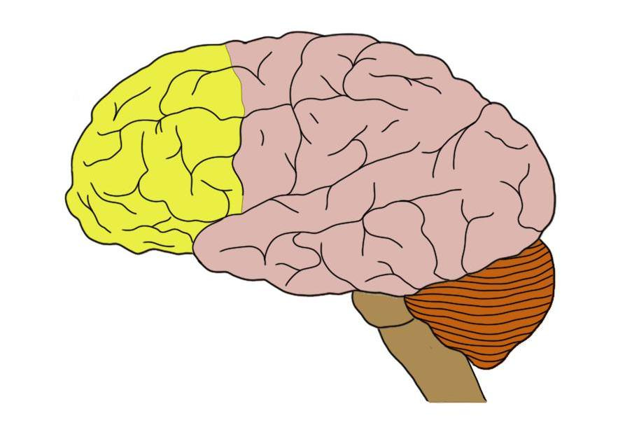 Prefrontal cortex (in yellow).