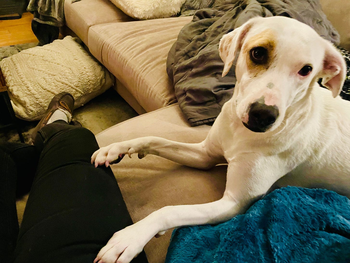 Photo of my dog putting her paw on my lap to get me to stop working