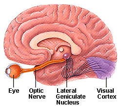 Glaucoma and the Brain | Glaucoma Research Foundation