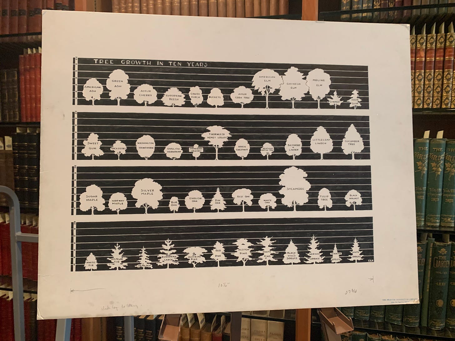Large white poster board with black ink outlines of various trees showing their growth after ten years.