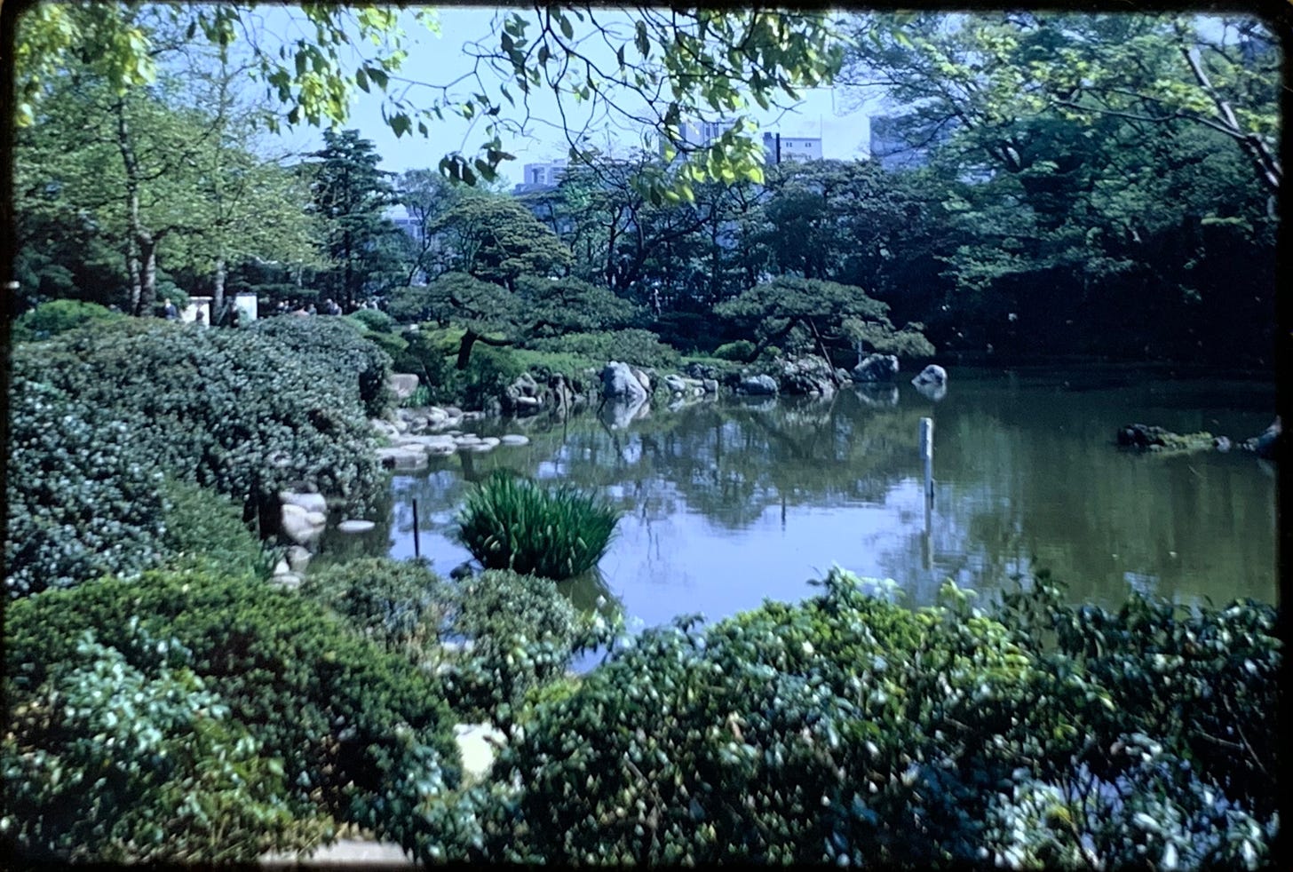 View of a lush green garden with a pond in the center.