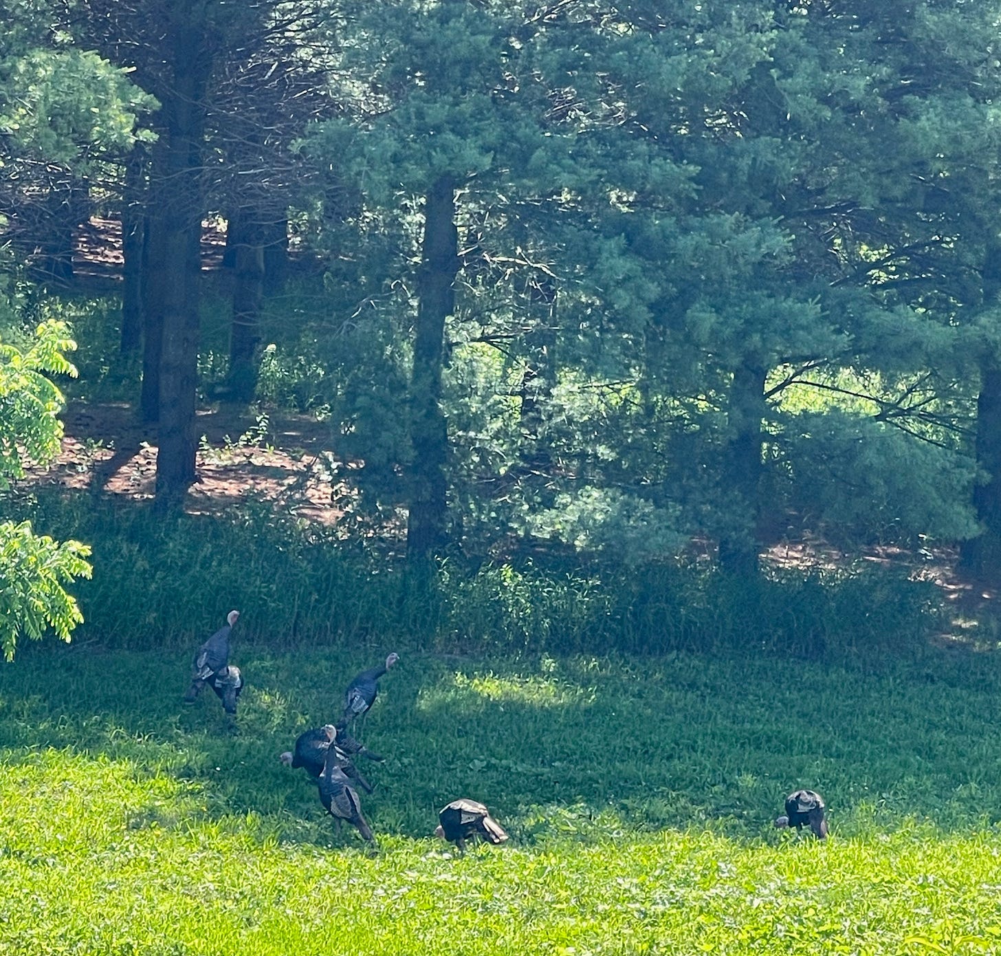 A flock of turkeys approaching a wooded area