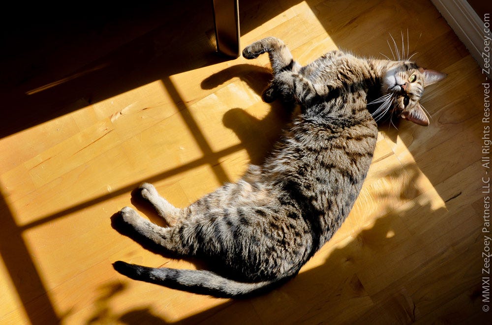 A Cat's Ode to a Sun Puddle… | Zee & Zoey's Cat Chronicles