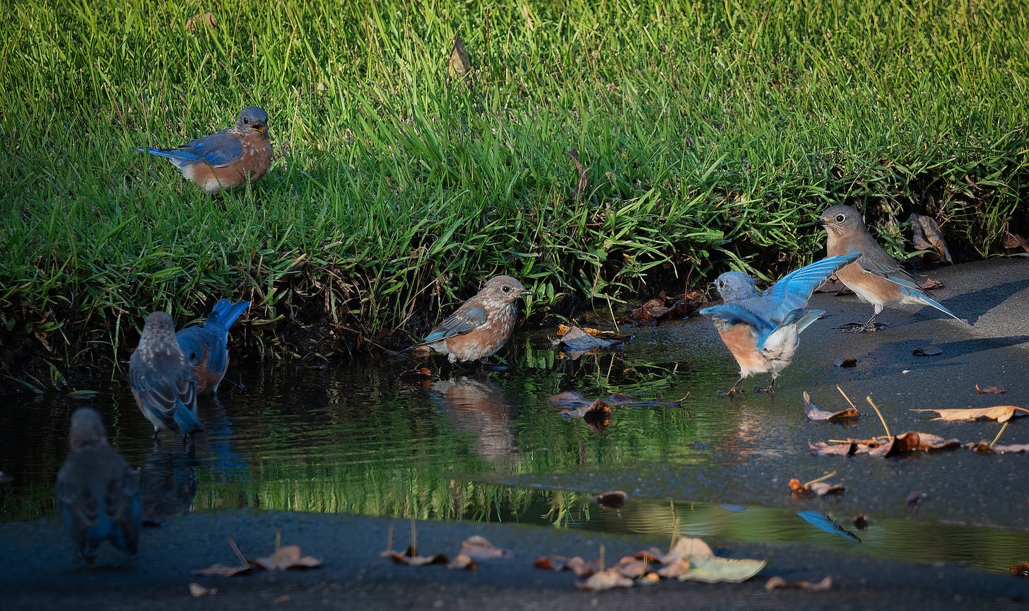 a small flock of male and female bluebirds splashing in a puddle on the a driveway