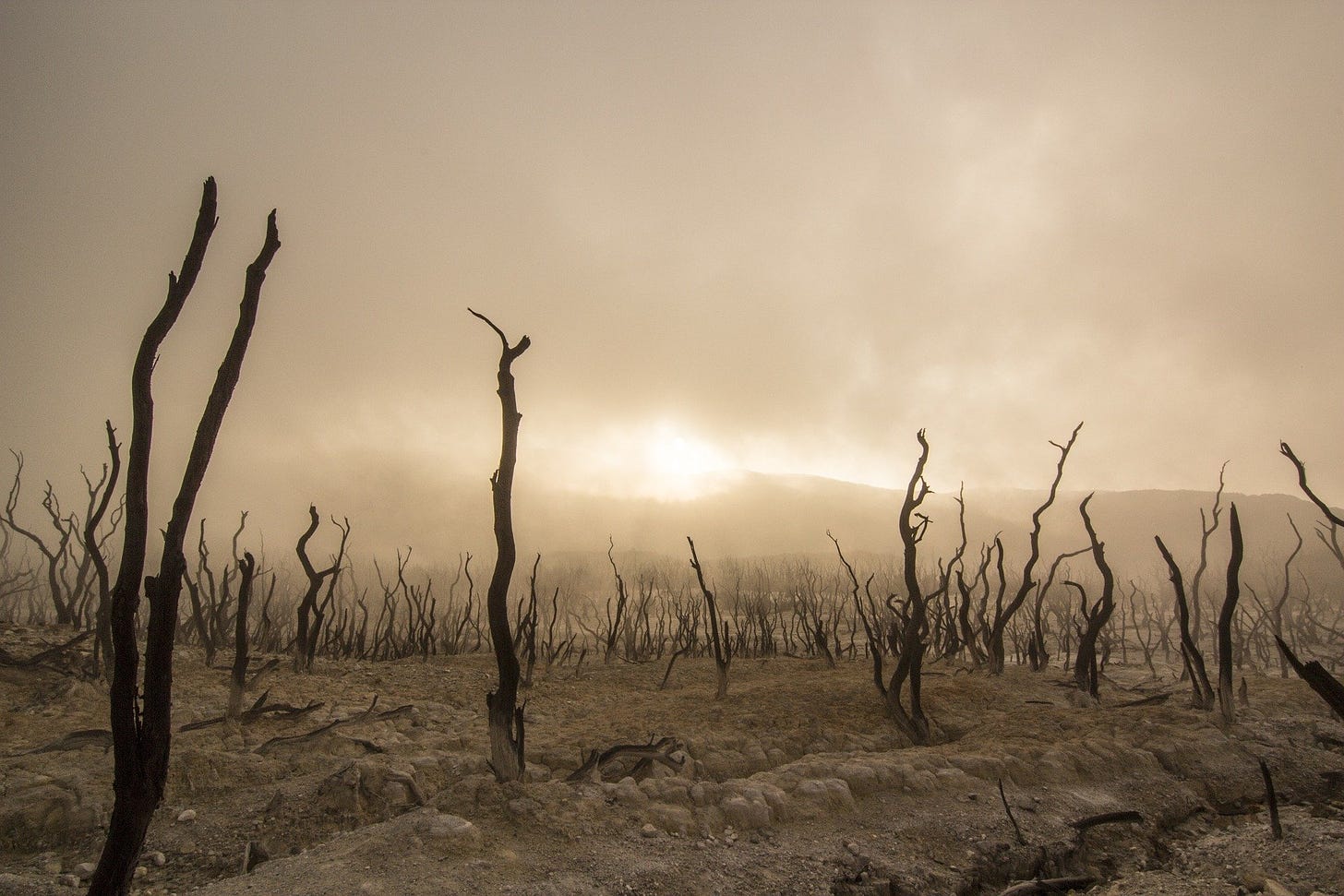 A picture of a dry world with dead trees. We need water!