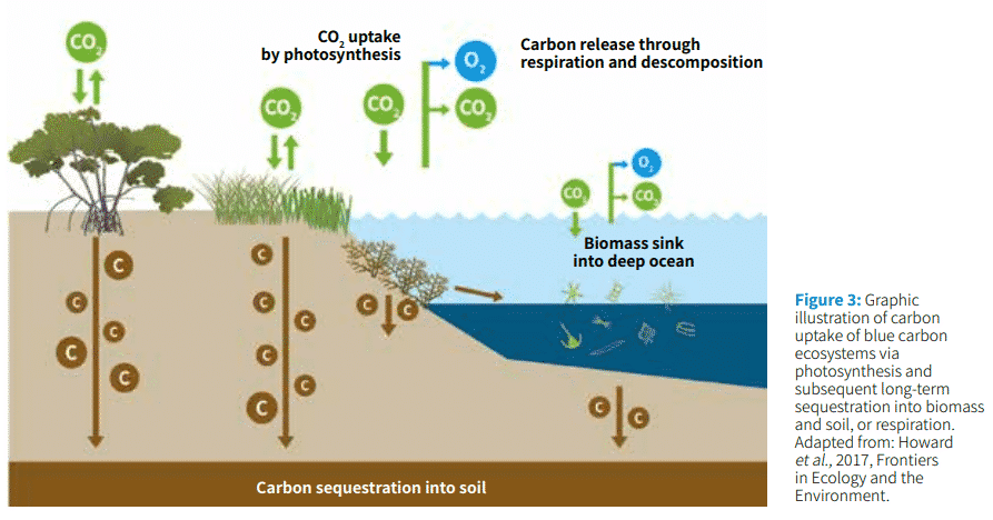 The Importance of Blue Carbon Credits • Carbon Credits