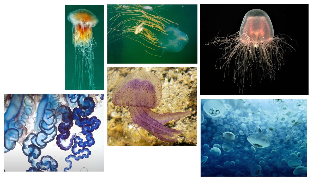 We Are Jellyfish! - image 4 - student project