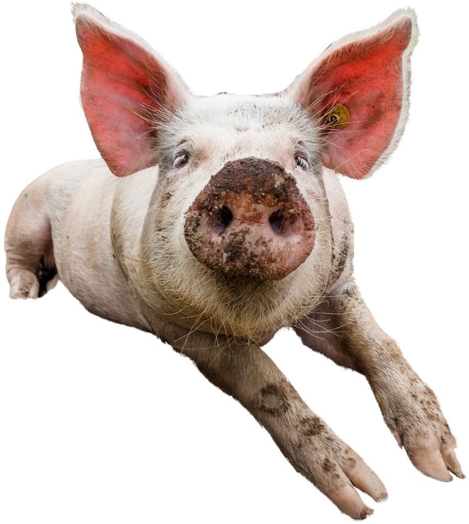 Pig