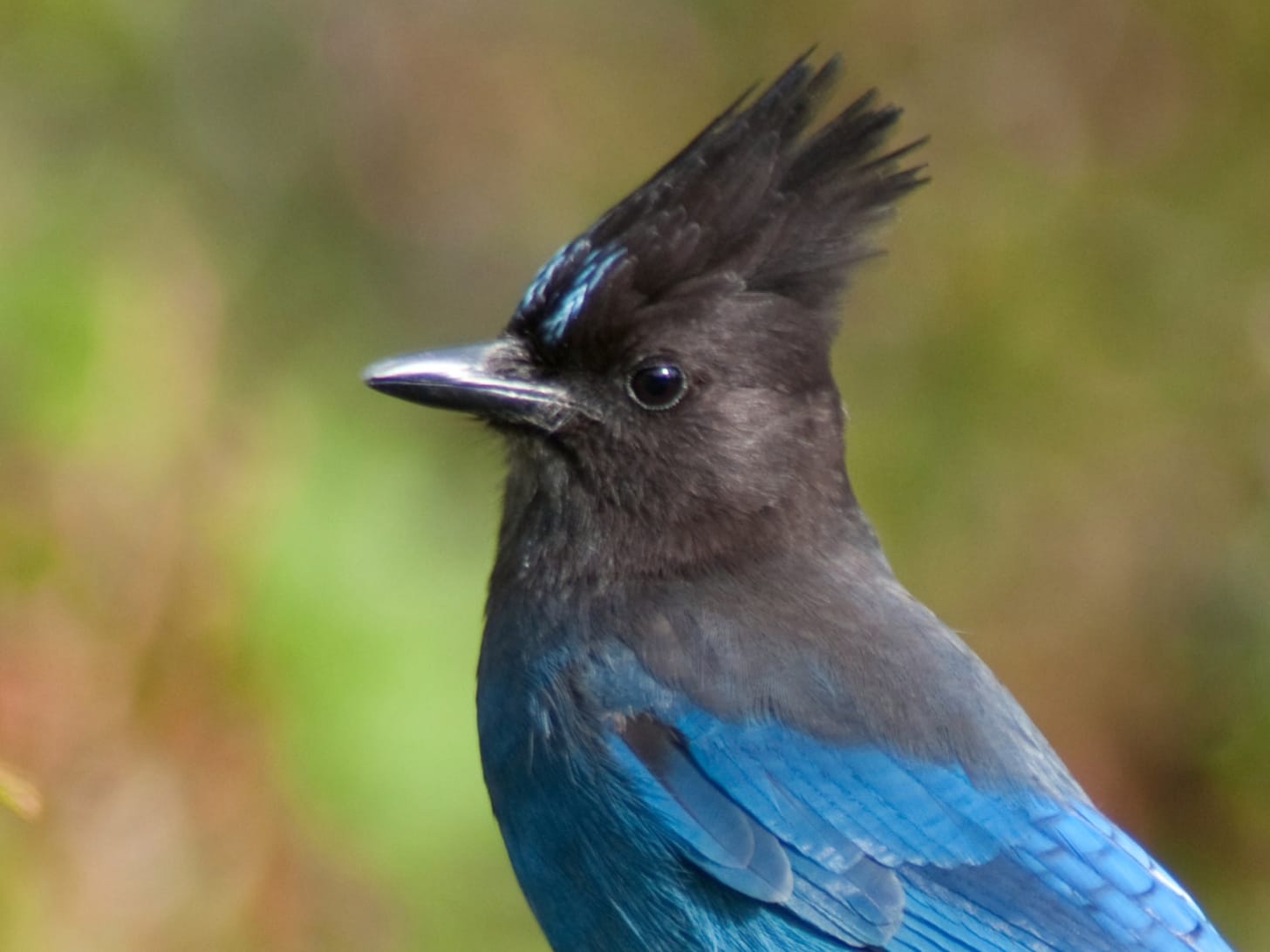 Steller's Jay | National Geographic