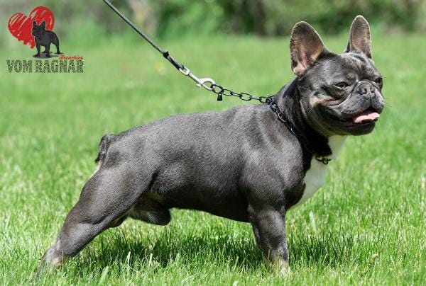 Chicago IL Top Smart French Bulldog & German Shepherd Puppies Energetic &  Friendly Personality For Sale