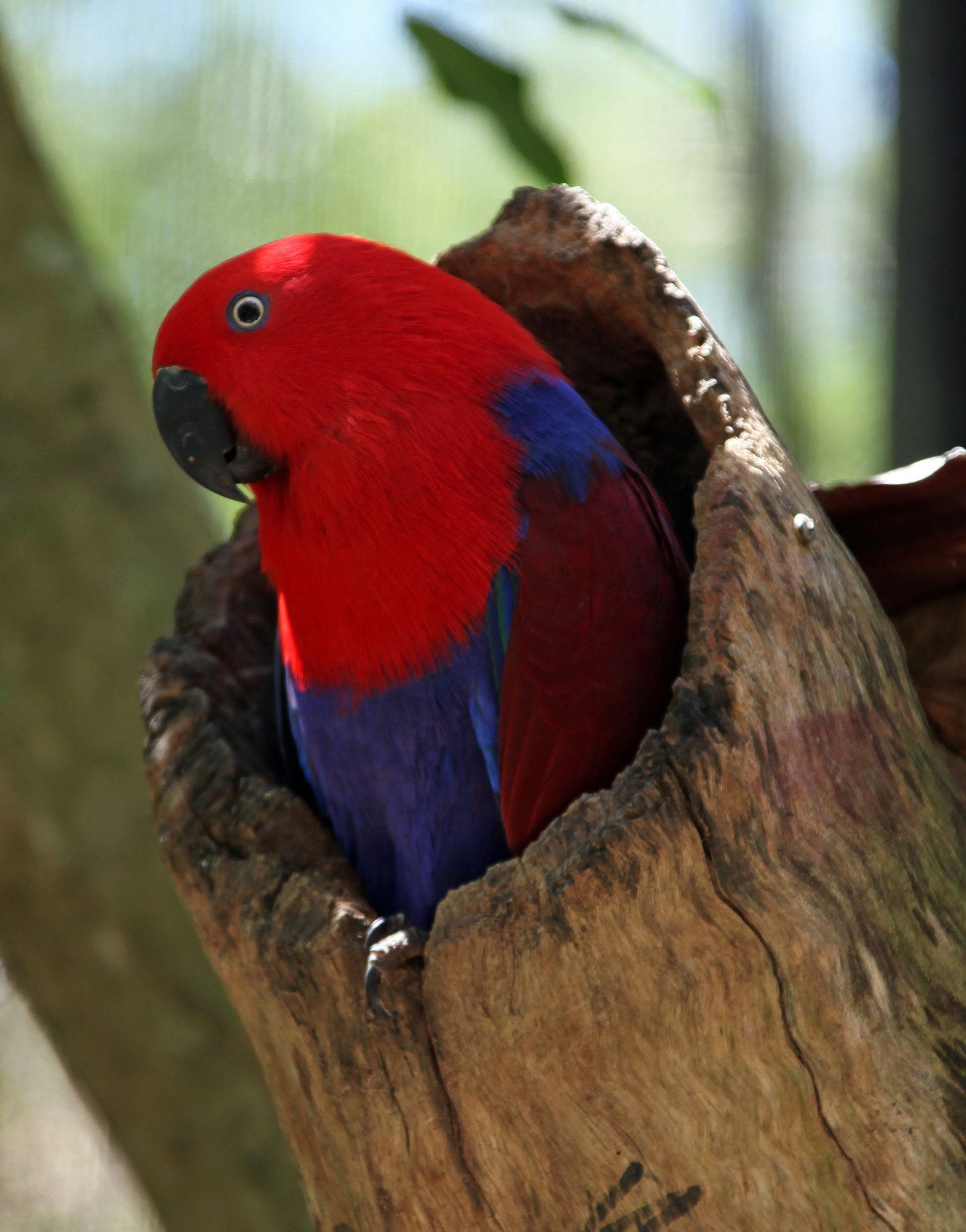 Female Eclectus Parrot | Pet birds, Parrot, Beautiful birds