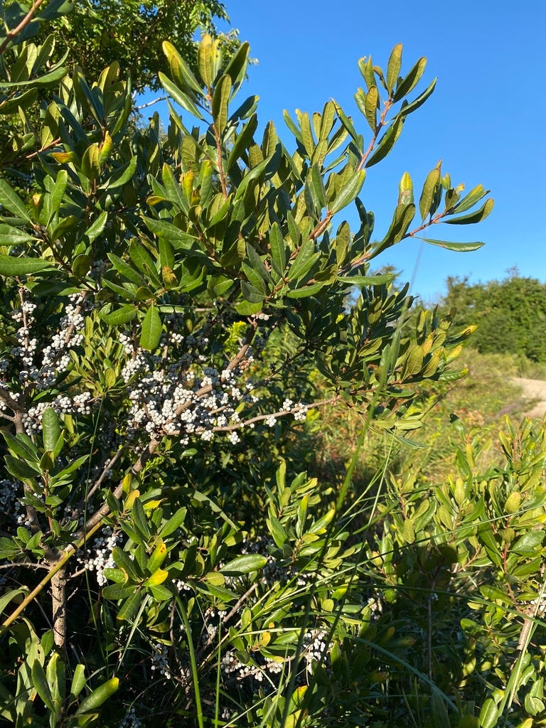 a bush with yellow-olive leaves shaped like the bay leaves you'd put in soup with clusters of white berries at its base