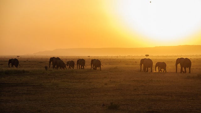 A herd of elephants walking home at sunset.