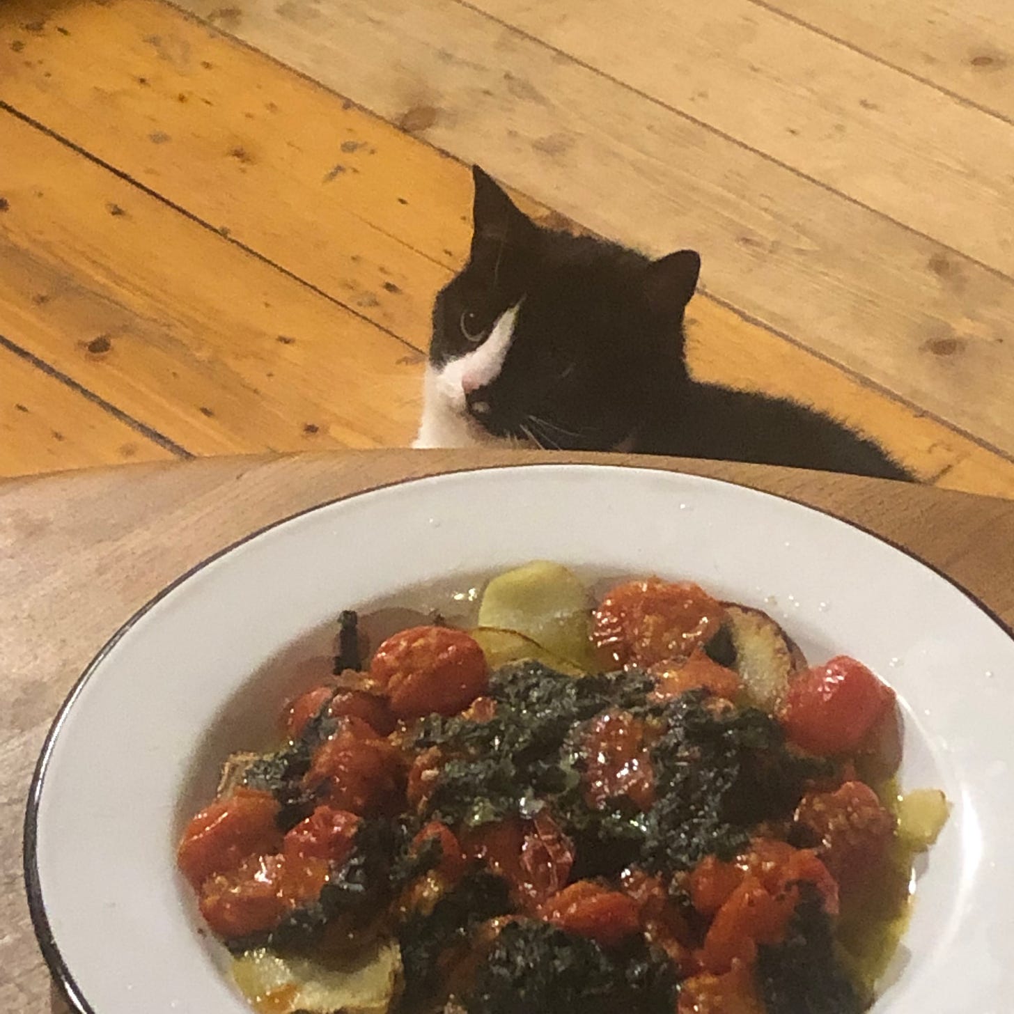 A plate of food in the foreground on a table - tomatoes, some green, some potatoes, a mass. Behind, gazing at something out of shot to the left, a black and white cat. 