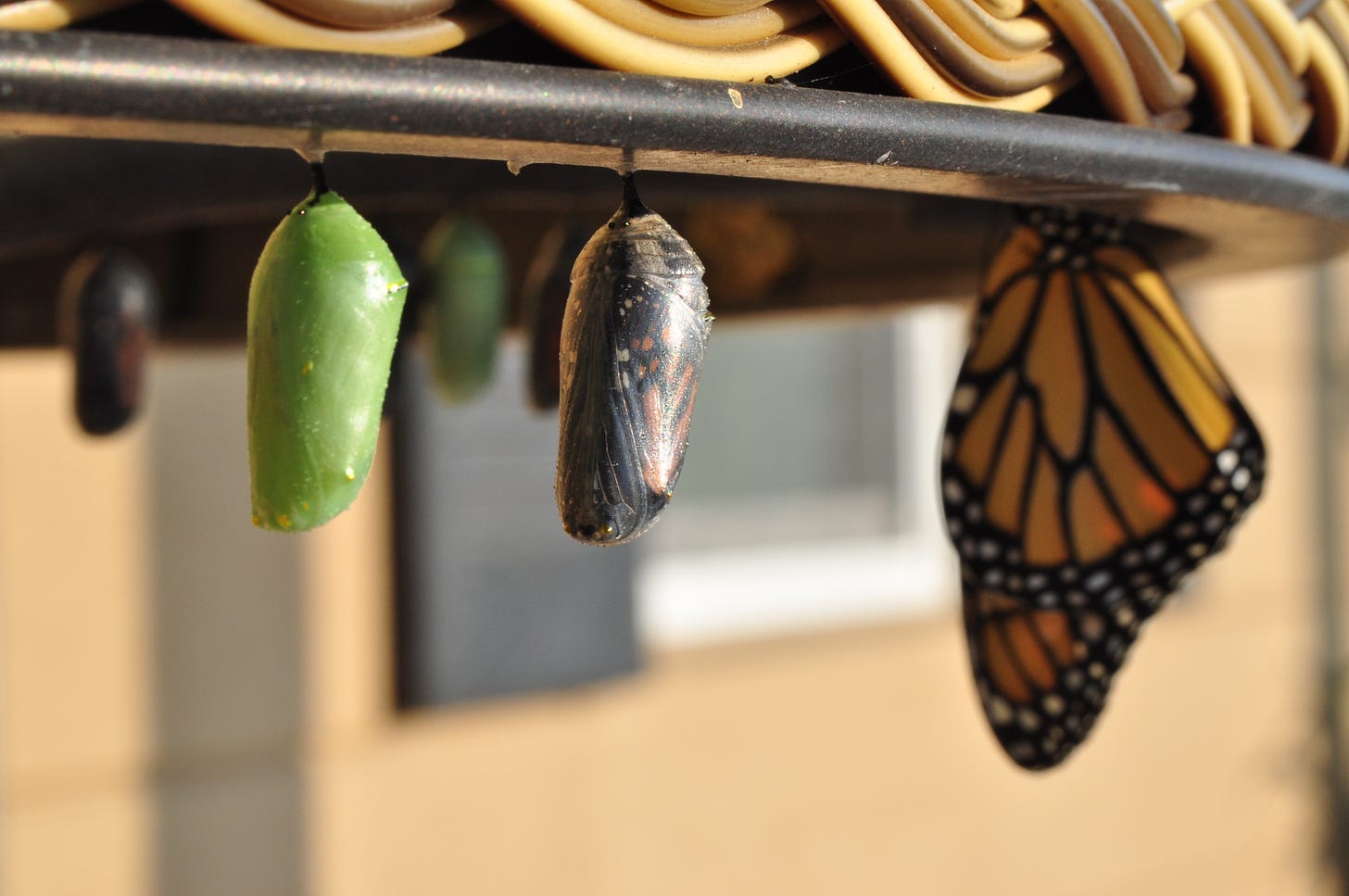 In this image you can see the new green chrysalis coloration, one that’s about ready to emerge (the clear one), and a butterfly that’s already come out.