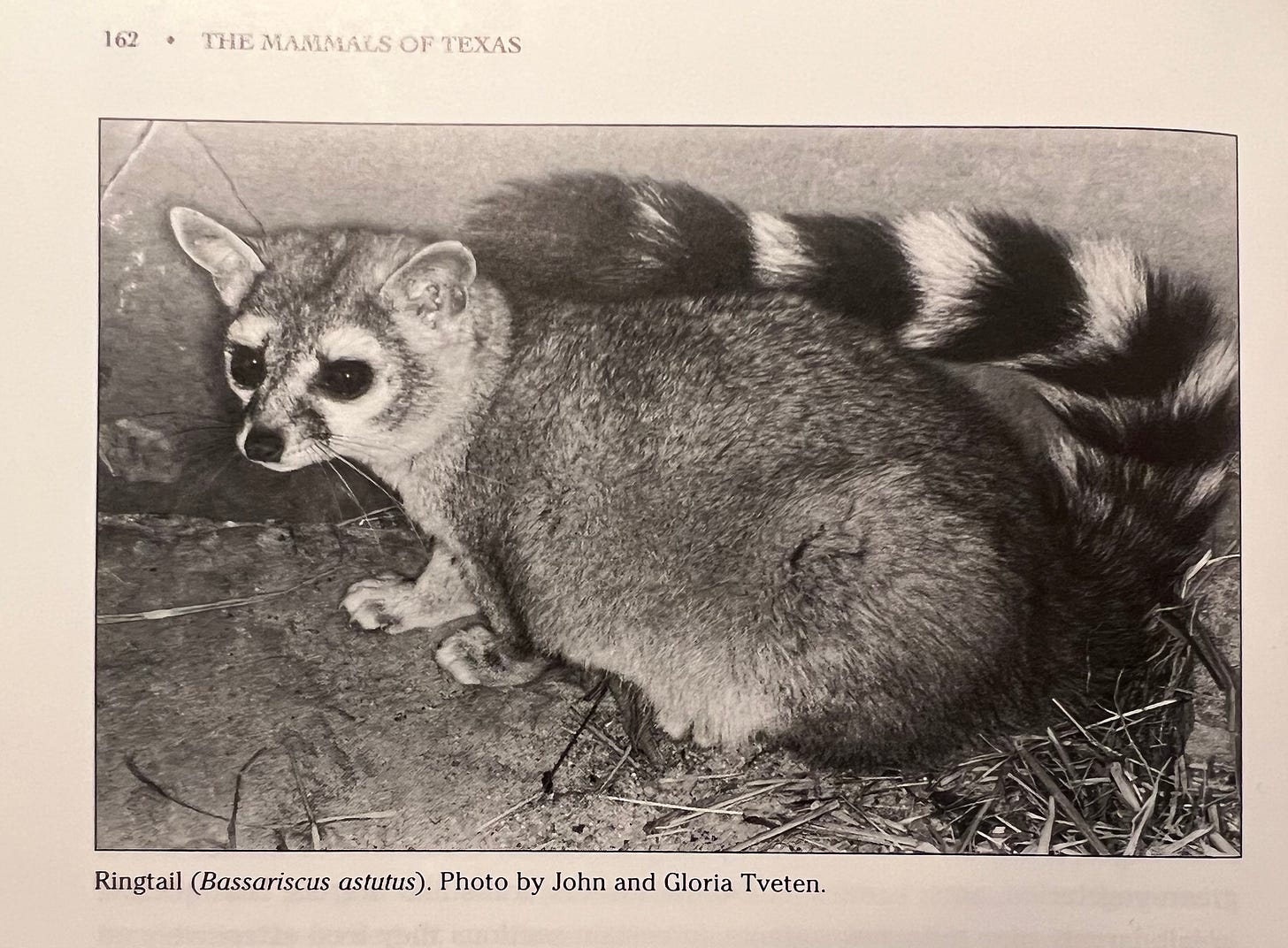 Black and white photo of a ringtail from The Mammals of Texas