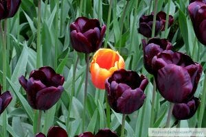 aspie traits, Diverity, one yellow tulip